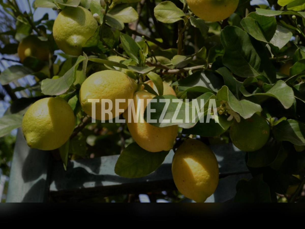 Appartamento il nido nella quiete Tremezzo Esterno foto